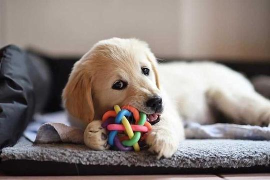 123 Airdrie Pet Store Way, Airdrie, AB