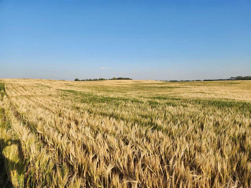 42 Avenue, Stettler County No. 6, AB